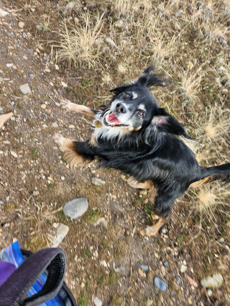 Black and tan chihuahua mix dog looking up at camera from dirt ground with dried grass and rocks nearby