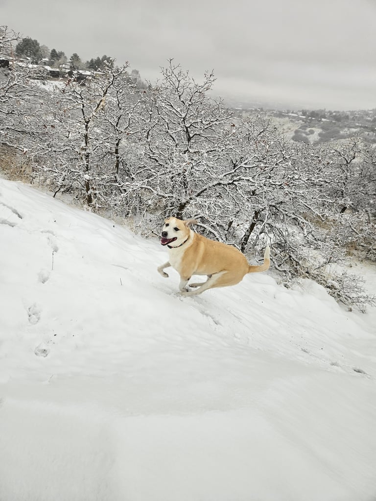 Tan-colored dog lying in snow on a hillside with frost-covered trees and mountains in the background