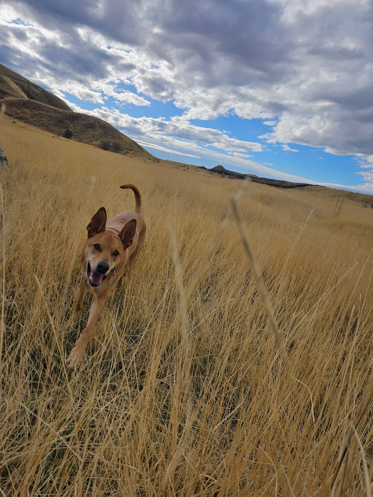 Brown dog walking through tall dry grass in a mountainous desert landscape under a cloudy sky