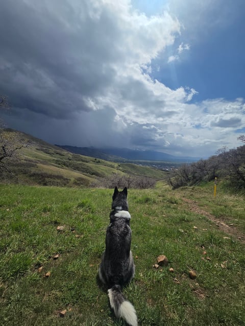 Black and white dog standing in green meadow facing away toward distant hills under dramatic cloudy sky