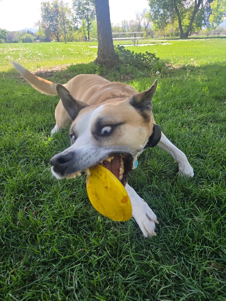 Small tan and white dog holding a yellow frisbee in its mouth while standing in a grassy park