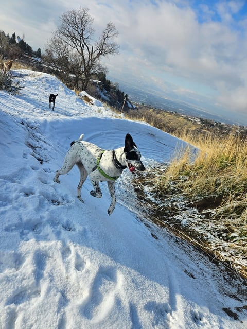 Dogs playing in snow on a hillside with mountain valley views in winter landscape