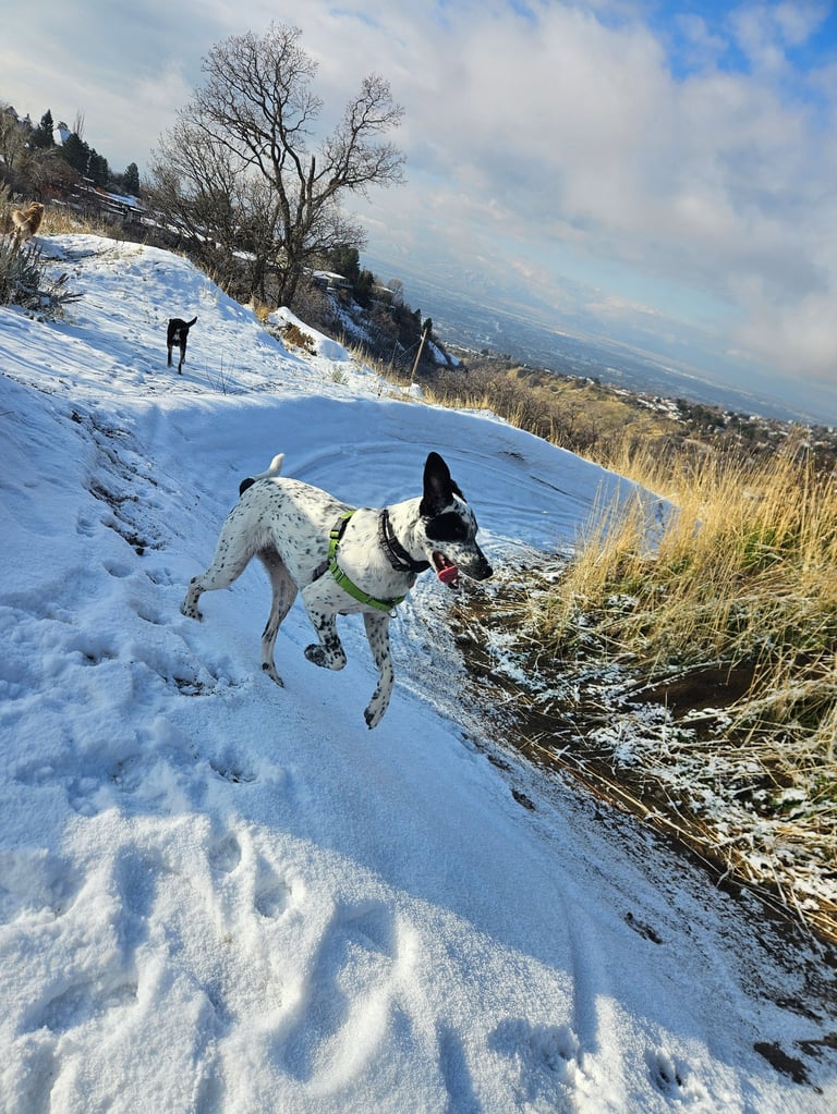 Dogs playing in snow on a hillside with mountain valley views in winter landscape