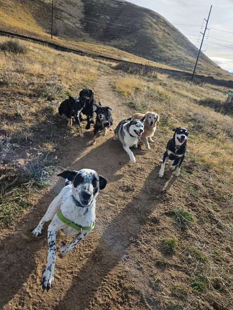 A pack of six dogs of various colors and sizes standing on a dirt path on a hillside with dry grass and power lines visible in the background
