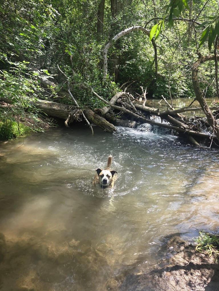 Dog wading in a shallow stream surrounded by lush green trees and fallen logs