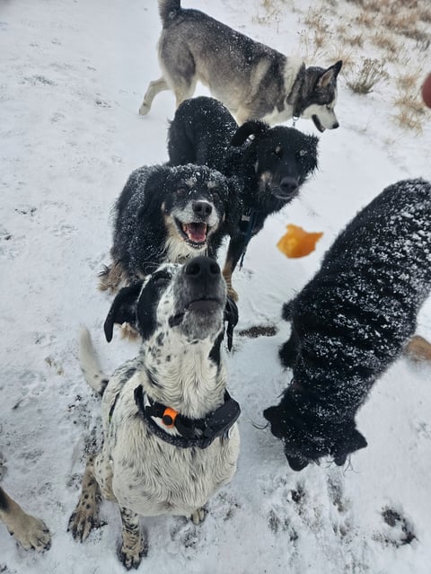 Multiple dogs playing in snow, including black and white dogs looking up at camera with snowy coats