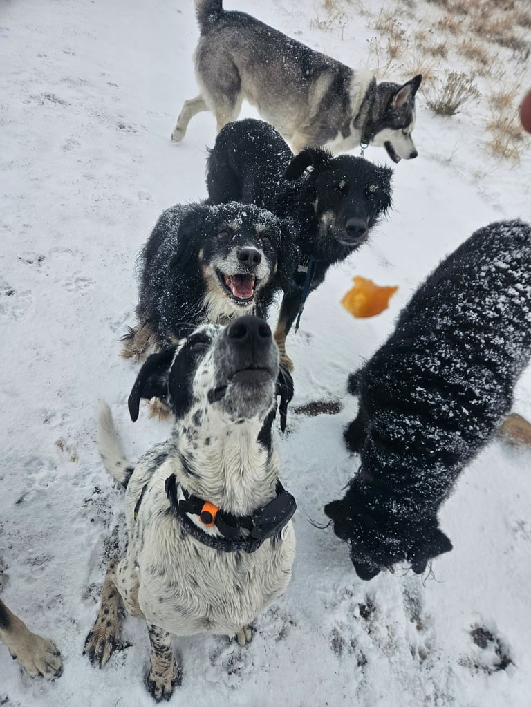 Multiple dogs playing in snow, including black and white dogs looking up at camera with snowy coats