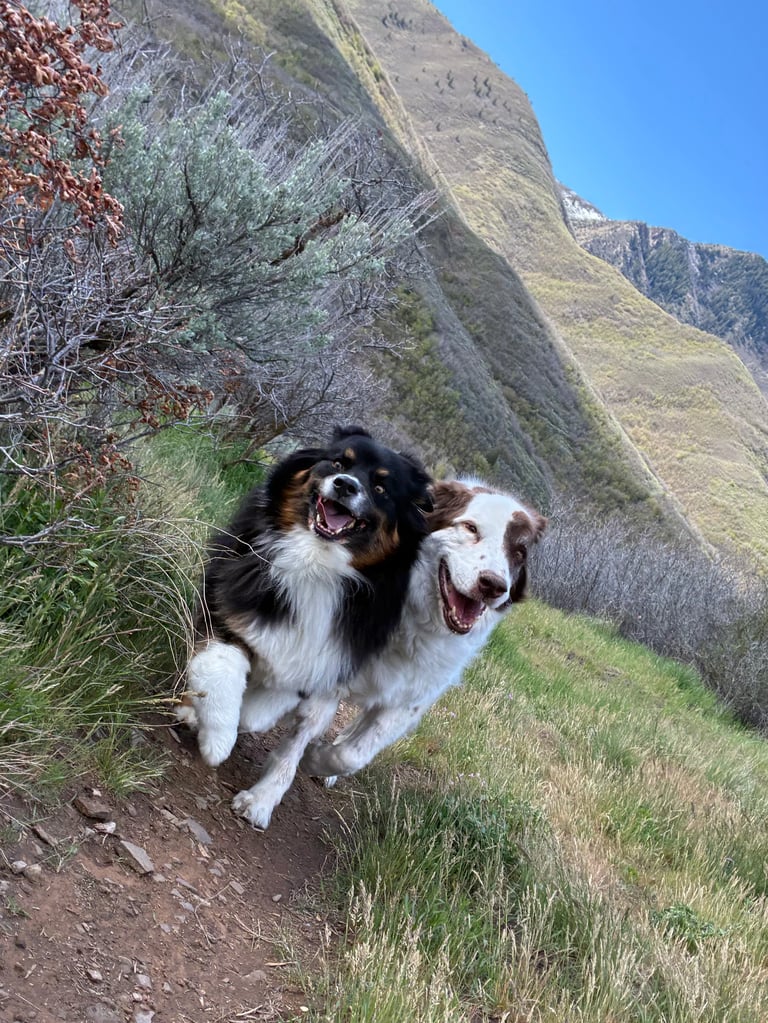 Two happy dogs on a mountain trail with steep rocky hillside in background