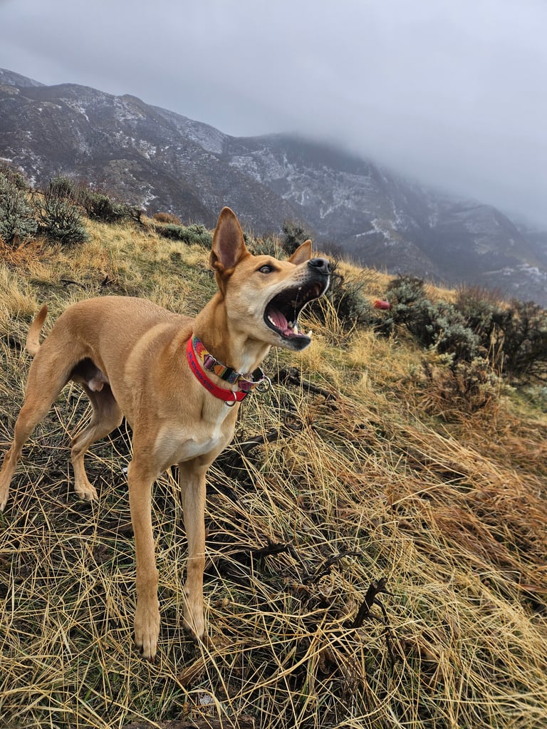 Brown dog with red collar standing on hillside with dried grass and misty mountains in background
