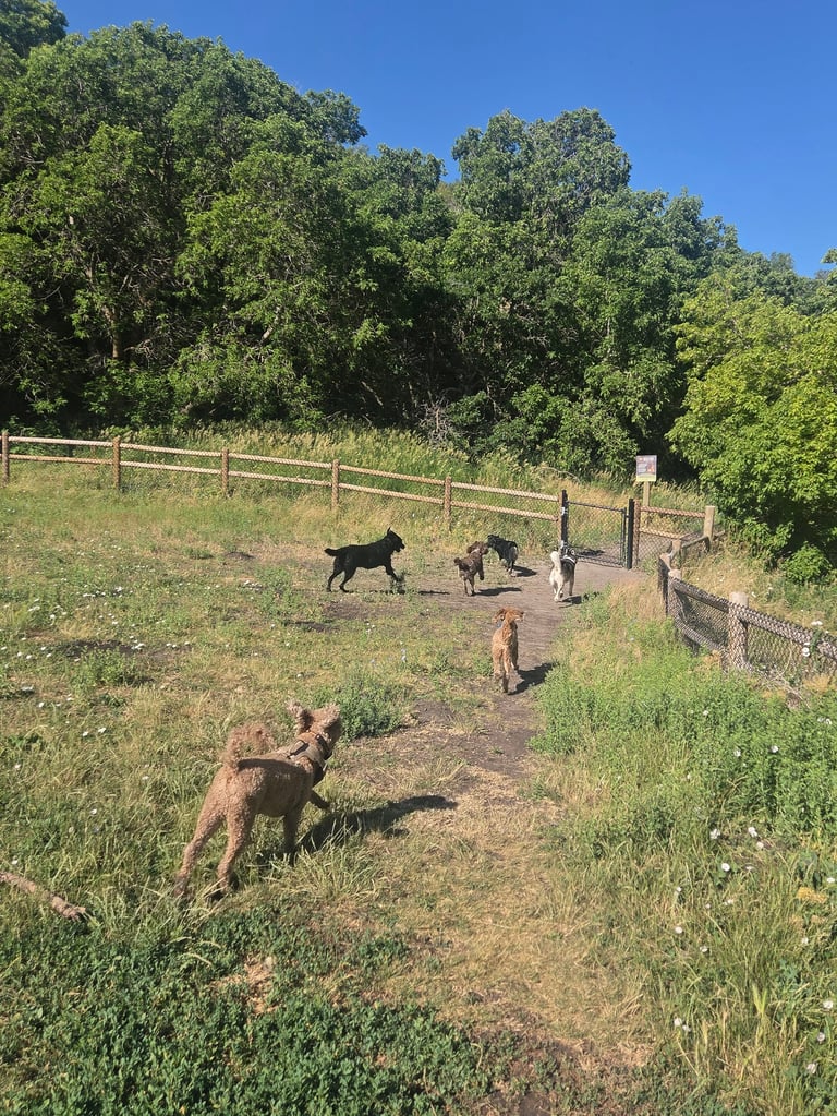 Group of dogs playing in a fenced outdoor field with trees and clear blue sky in the background