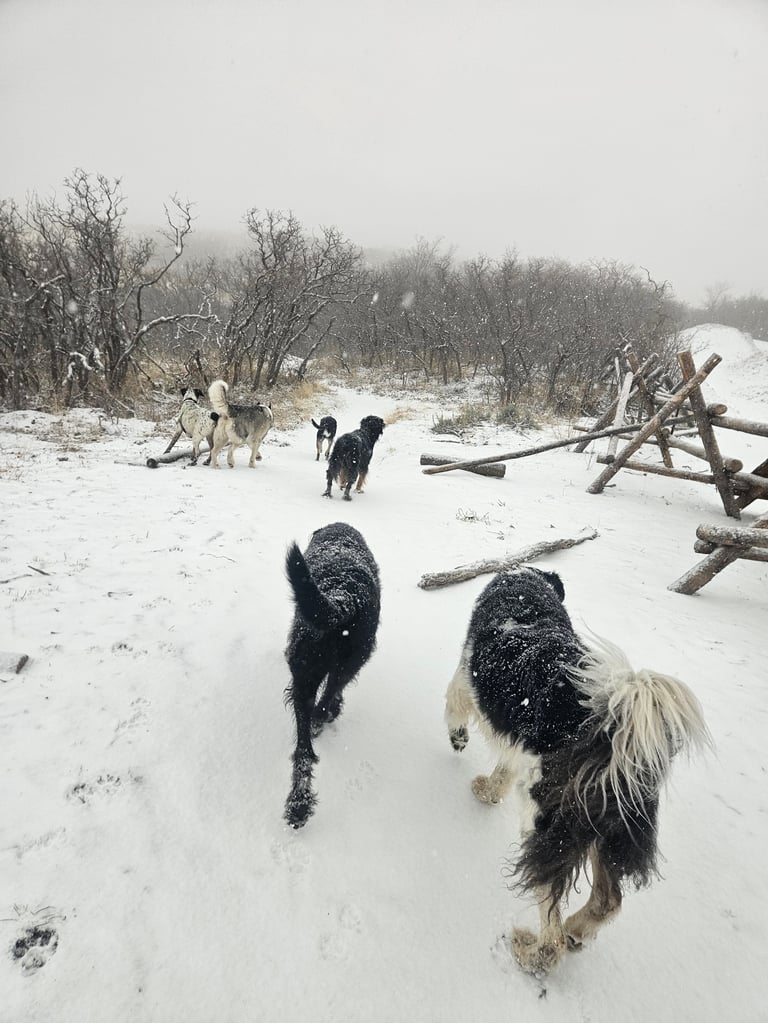 Dogs playing in snowy field with bare trees and fallen logs in winter landscape