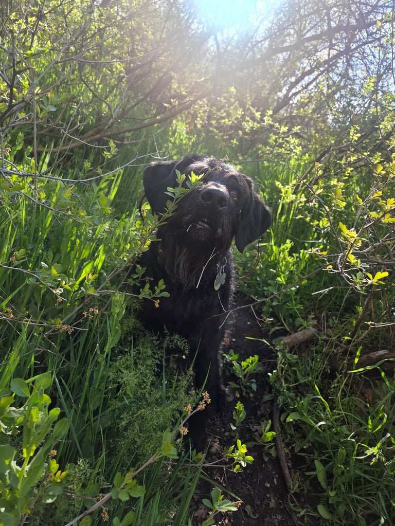 Black dog foraging in green vegetation and wildflowers in natural outdoor setting with trees and sunlight