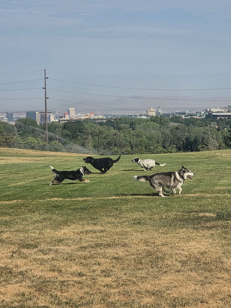 Multiple dogs playing and running in a grassy field with city skyline and trees visible in the background