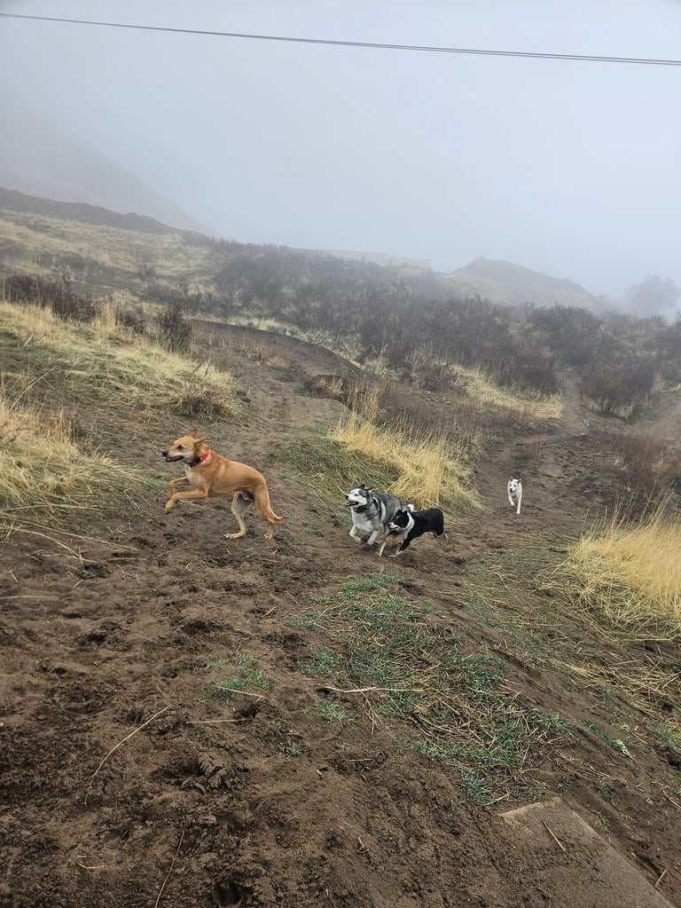 Three dogs playing on a misty hillside with sparse grass and coniferous forest in the background