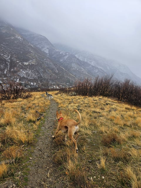 Dog running on mountain trail with snow-covered peaks and misty sky in background