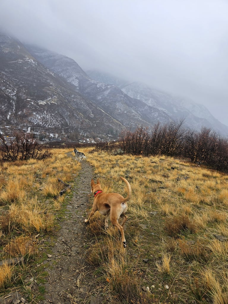 Dog running on mountain trail with snow-covered peaks and misty sky in background