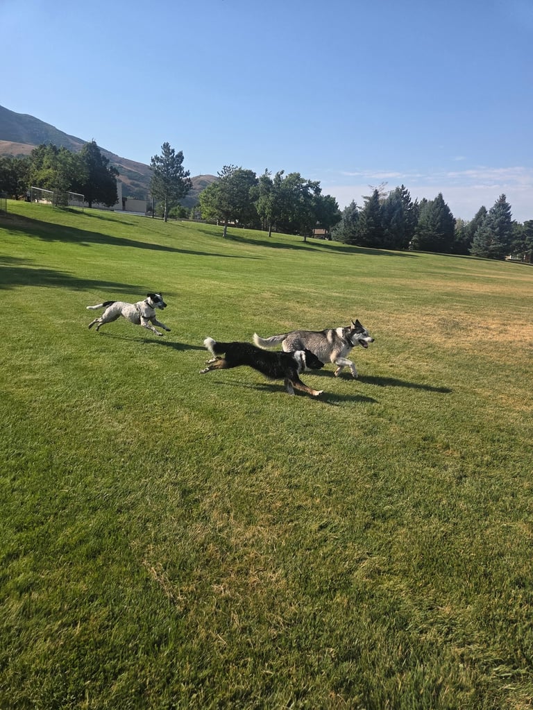 Three dogs playing and running in a spacious green park with mountains and trees in the background